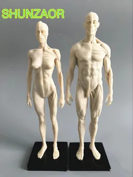1 SHUNZAOR:6 beyaz 30cm İnsan Anatomisi Erkek ve kadın Eti Anatomi seti karşılaştırmalı anatomi diş kamera model makyaj