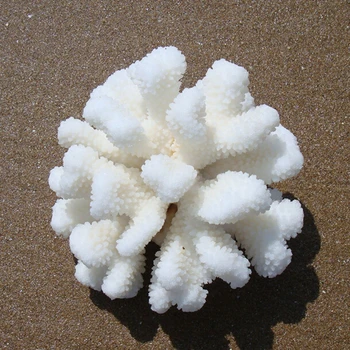 11-13 CM Antipathes Peyzaj Süs Pencere Ekran Tasarımı Sahne Doğal Mercan deniz canlıları Mercanlar