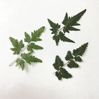 120pcs 4-8 cm Preslenmiş Kurutulmuş Lygodium Japonicum Çim Yapraklı Bitkiler Bitki Takı İmi Aksesuar Yapma Kartpostal Yaprakları