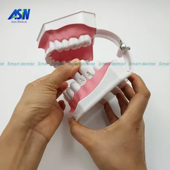 2016 yeni varış tıbbi diş modeli diş diş modeli öğretme