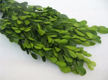 45g Yeşil Korunmuş Buxus Sinica Yaprak Buket Çelenk Garland İçin Şube Malzeme Aksesuar Zanaat DİY Yapma Yaprakları