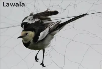 Lawaia Toptan Özel Anti-kuş Örgü Orchard Çit Net Şeffaf Üzüm Net Yusufçuk Balon Islah