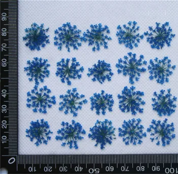 Noel süslemeleri İçin çiçek çiçek basın 1000pcs Mavi Dantel Çiçek çiçek ücretsiz gönderi kurutulmuş