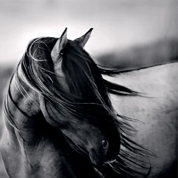 Rüzgar özgürlük doğal siyah beyaz resimler, duvar resmi, fotoğraf çerçevesiz resim at tuval