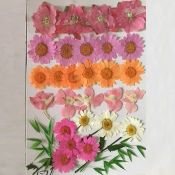 Çeşitli Larkspur / Yaprak / Kasımpatı Mavi Ve Pembe Çiçek DİY Durumunda ücretsiz sevkiyat 2 çanta Telefon Kurutulmuş Çiçek Aranjmanları