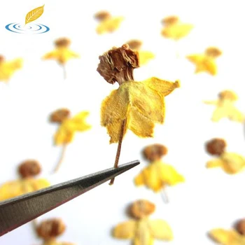 Çiçek Dans 10 Adet Kurutulmuş Doğal Çiçek Numune Mini Çiçek DİY el Yapımı İmi Tebrik Kartı Dekorasyon Malzemesi Preslenmiş