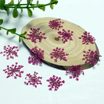 Çiçek El Yapımı Sanat Zanaat Malzeme Telefonu Kılıfı Dekorasyon 20 Adet Ammi Majus Çiçeği Numune Vahşi Doğal Bitki Kurutulmuş Preslenmiş